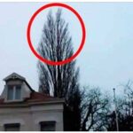 (VIDEO)He was just filming a tree. But at 0:18 something happened that he will remember for a long time!