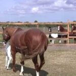 (VIDEO)Horse gives birth to rare foal – you won’t believe the markings on her face