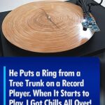 (VIDEO)He Puts a Ring from a Tree Trunk on a Record Player. This Is the Most Extraordinary Sound of Nature I Have Ever Heard.