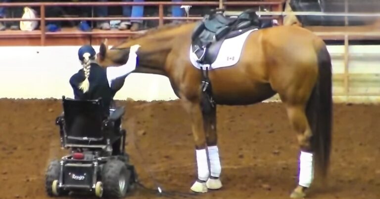 (VIDEO)Horse Approaches Disabled Woman – Suddenly, The Crowd Falls Silent