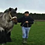 (VIDEO)When This Giant Horse Starts His Trot? Mind-Blowing!