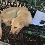 PUPPY ABANDONED ON BENCH IN MEXICO, WHAT HAPPENS NEXT WILL WARM YOUR HEART