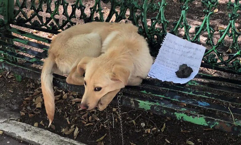 PUPPY ABANDONED ON BENCH IN MEXICO, WHAT HAPPENS NEXT WILL WARM YOUR HEART