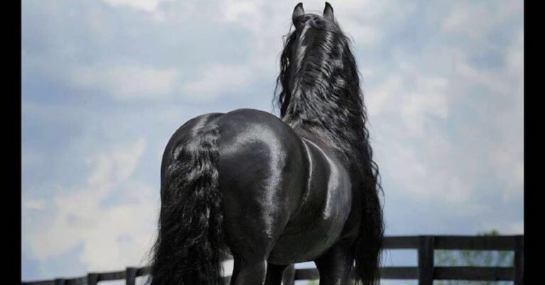 He Looks Like A Normal Horse, But Wait Until He Turns His Head Around…