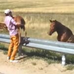 (VIDEO)Man sees tiny foal stuck on highway and runs to save its life – now watch how mom says thank you