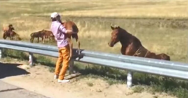 (VIDEO)Man sees tiny foal stuck on highway and runs to save its life – now watch how mom says thank you