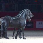 (VIDEO)Man Performs A Jaw-Dropping Routine With His 3 Horses. When They Do THIS? You Won’t Believe It