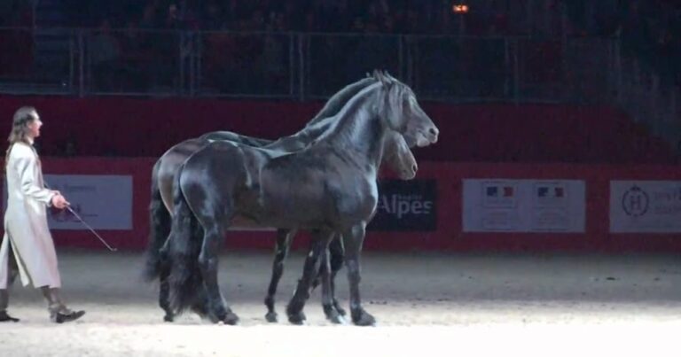 (VIDEO)Man Performs A Jaw-Dropping Routine With His 3 Horses. When They Do THIS? You Won’t Believe It