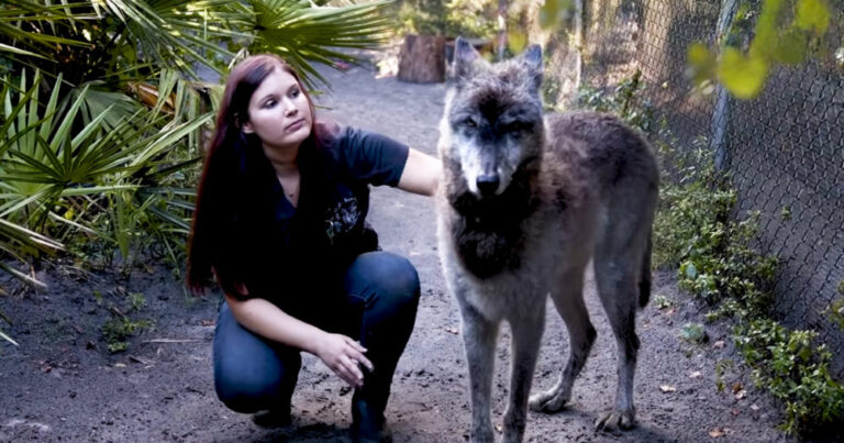 (VIDEO)Enormous ‘direwolf’ dog is taking the internet by storm