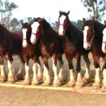 (VIDEO)He tells 11 horses to line up, now watch the one in the middle — WOW