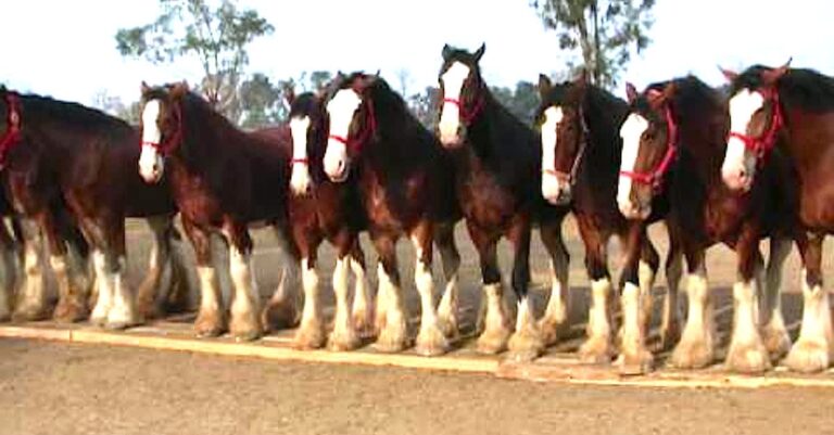 (VIDEO)He tells 11 horses to line up, now watch the one in the middle — WOW