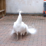 (VIDEO)White Peacock Shows Off His Tails. But When He Turns Around? Hold Your Breath! WOW!