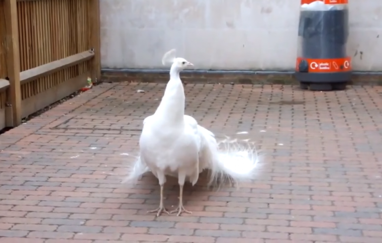 (VIDEO)White Peacock Shows Off His Tails. But When He Turns Around? Hold Your Breath! WOW!