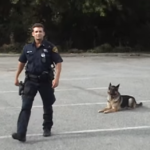 (VIDEO)This Police Dog Will Blow Your Mind In 20 Seconds Flat. What He Can Do Is INCREDIBLE!