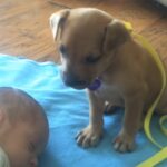 (VIDEO)Her Baby Is Asleep, Now Watch What The Puppy Does… Oh, My Goodness!