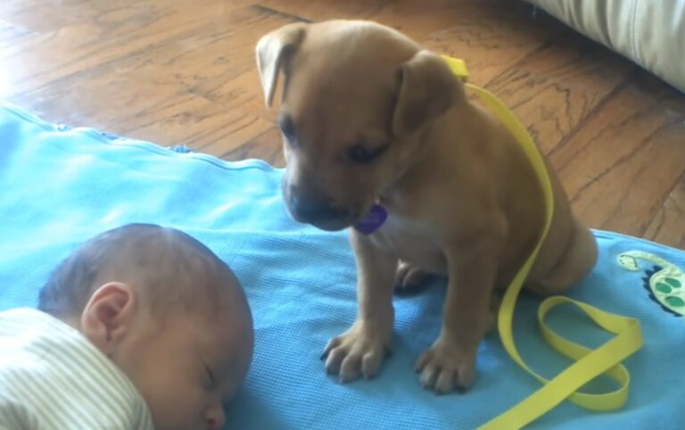 (VIDEO)Her Baby Is Asleep, Now Watch What The Puppy Does… Oh, My Goodness!