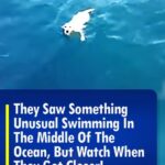 (VIDEO)They Saw Something Unusual Swimming In The Middle Of The Ocean, But Watch When They Got Closer!