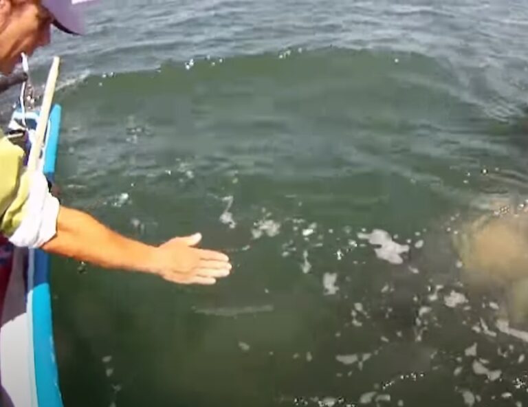 (VIDEO)He gently stretched his hands toward the water…What was coming from the deep? OMG!