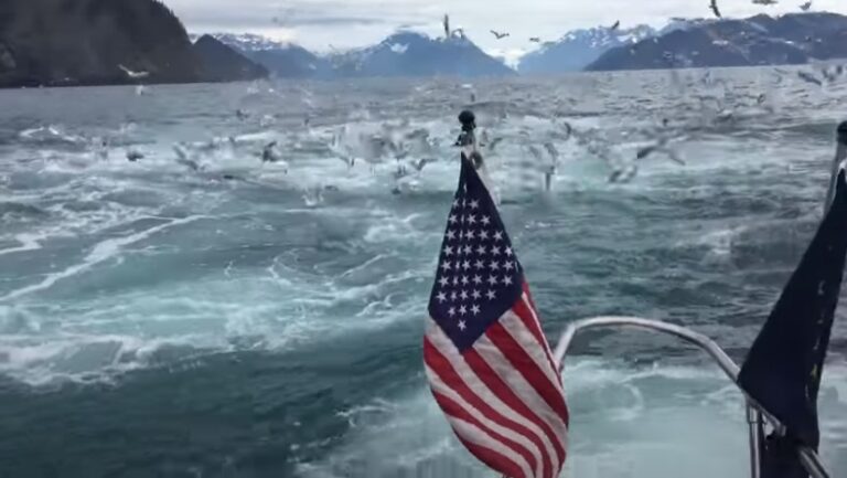 (VIDEO)This Man was Filming Seagulls but Captures Once-In-A-Lifetime Event