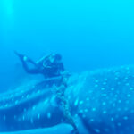 (VIDEO)Diver Feels Something Touch His Hand, He Realizes It’s a Whale Shark, and It’s Trying to Tell Him Something