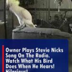 (VIDEO)Owner Plays Stevie Nicks Song On The Radio. Watch What His Bird Does When He Hears! HILARIOUS!