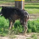 Abandoned and Neglected ‘Werewolf’ Left on the Side of the Road for Months Waiting For Help