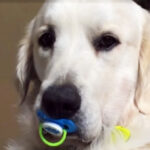 (VIDEO)Max Refuses To Give Up Pacifier, But When Mom Tries To Get It Back, I Can’t Stop Laughing!