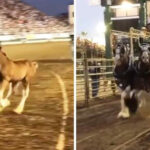 (VIDEO)Baby Clydesdale steals the crowd’s heart during mom’s performs