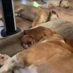 (VIDEO)Sleeping Dogs Have Jaw-Dropping Reaction When Their Dad Whispers “Squirrel”