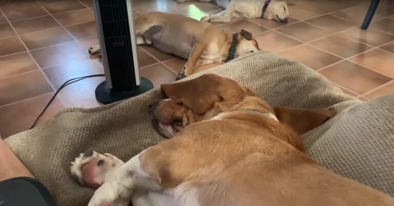 (VIDEO)Sleeping Dogs Have Jaw-Dropping Reaction When Their Dad Whispers “Squirrel”