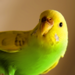 (VIDEO)Sleepy Bird Cuddles with Dad, But Listen to His Words as He Dozes Off. I Cracked Up!