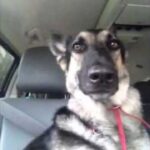 (VIDEO)A Dog Hears His New Favorite Song on The Radio. How He Responds? You’ve Got to See This!