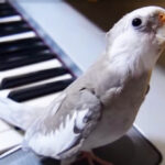 (VIDEO)Very Friendly Cockatiel Sits Down At Piano — Stuns Everyone With His Next Move