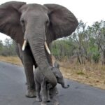 (VIDEO)Calf Gets Too Close To Humans… You’ll Never Guess What Mama Elephant Does… So Cute!