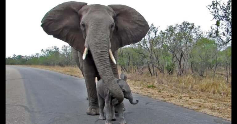 (VIDEO)Calf Gets Too Close To Humans… You’ll Never Guess What Mama Elephant Does… So Cute!