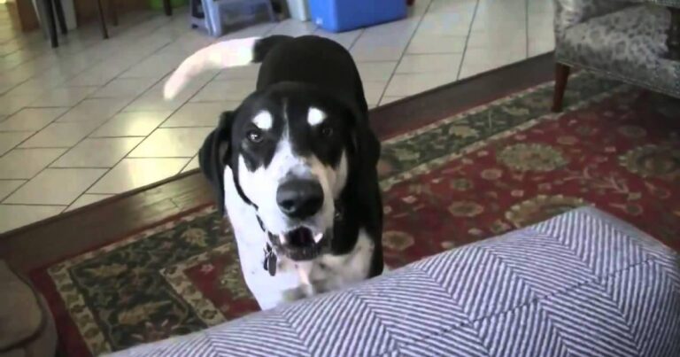 (VIDEO)Dad Tells Dog He Bought a Kitten and The Internet Can’t Stop Laughing at Dog’s Reaction