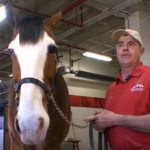 (VIDEO)He Was Taking Those Clydesdales for a Walk. Now Keep Your Eyes on That Little Baby Horse