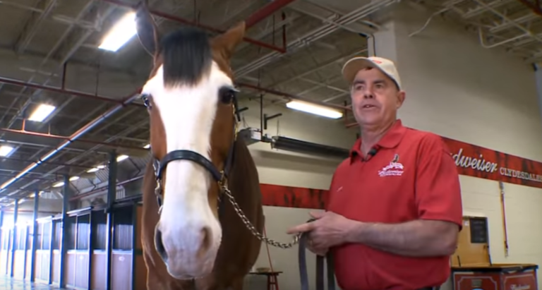 (VIDEO)He Was Taking Those Clydesdales for a Walk. Now Keep Your Eyes on That Little Baby Horse