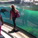 (VIDEO)This Little Girl Falls While Chasing This Sea Lion. What The Sea Lion Does Will Melt Your Heart.