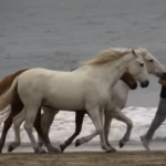 He Started Running On The Beach. But When His Horses Saw Him, Watch How They Responded!