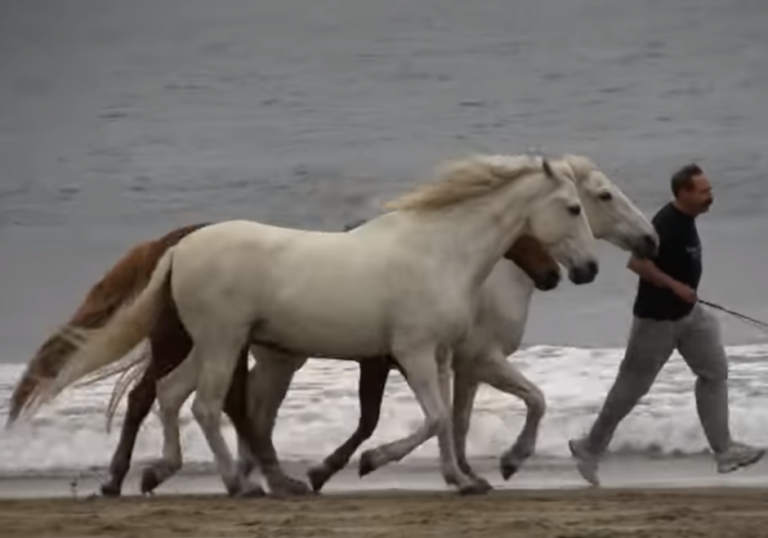 He Started Running On The Beach. But When His Horses Saw Him, Watch How They Responded!