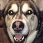 (VIDEO)Husky Talks Back To Mom, But You’ve Never Seen Anything Quite Like This…LOL!