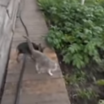 Mom Instructs Dog To Bring The Cat Home. How He Does It Made Me Laugh Till I Cried