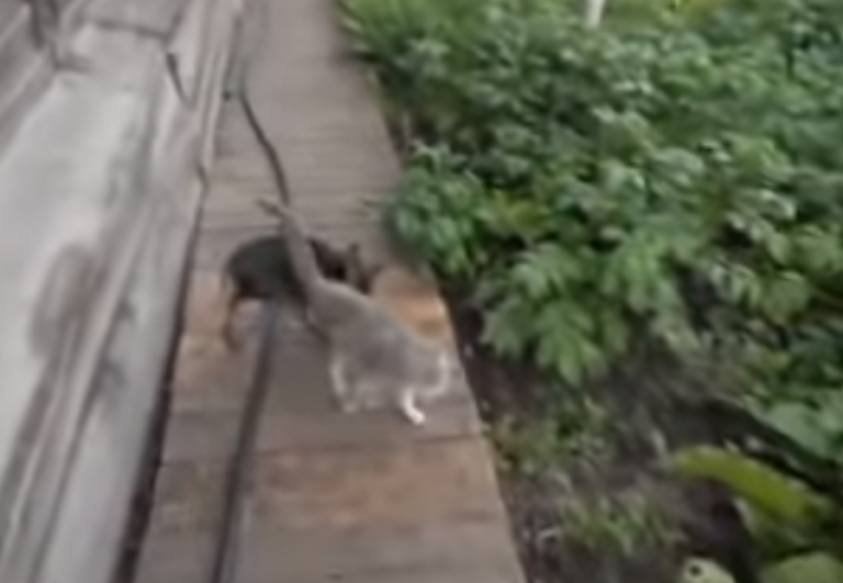 Mom Instructs Dog To Bring The Cat Home. How He Does It Made Me Laugh Till I Cried