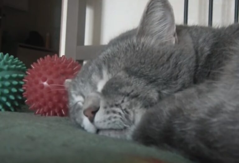 (VIDEO)Sleeping cat hears his Owner coughing, But No One Was Prepared For This Reaction… LOL!!