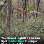 You Have A High IQ If You Can Spot Hidden Tiger In Jungle Photo In Just 12 Seconds