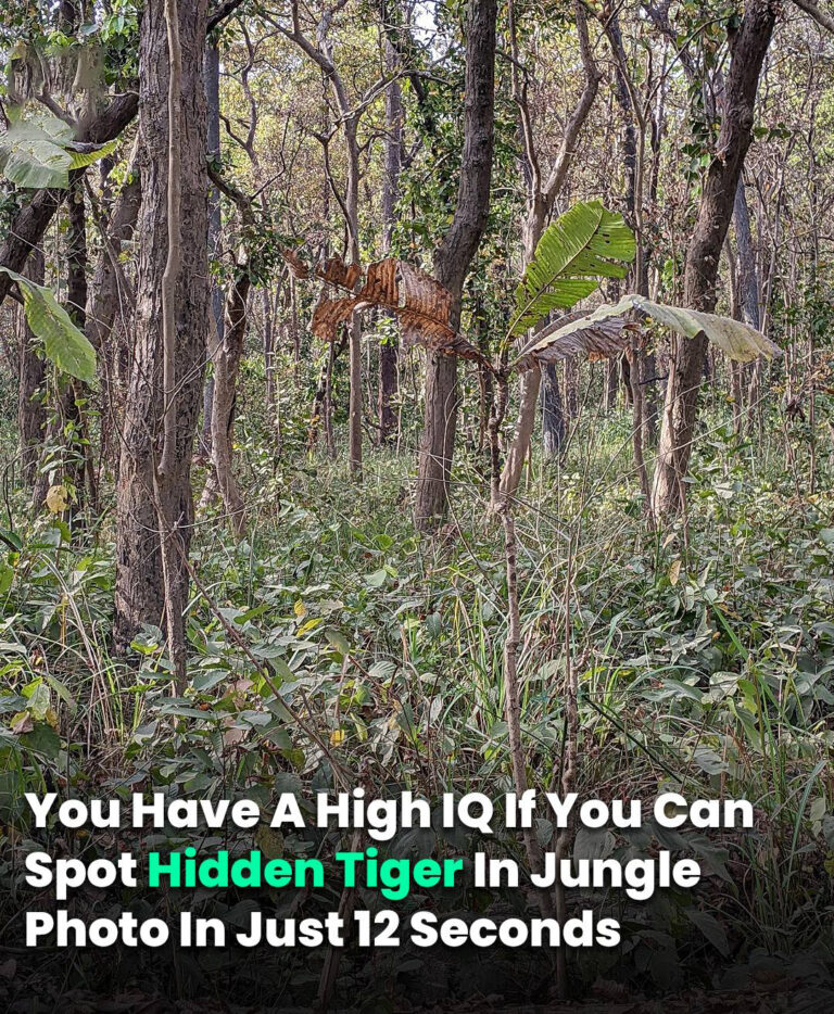 You Have A High IQ If You Can Spot Hidden Tiger In Jungle Photo In Just 12 Seconds