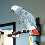 (VIDEO)Larry the Parrot Dials an Imaginary Phone Number, but It Is WHAT He Says It that Cracked Me Up