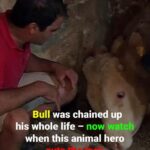 (VIDEO)Bull was chained up his whole life – now watch when this animal hero cuts the lock