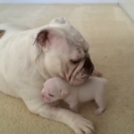 (VIDEO)Mama Bulldog Gives Her Baby a Pat on The Head. how The Little Guy Responds? What a Tantrum!